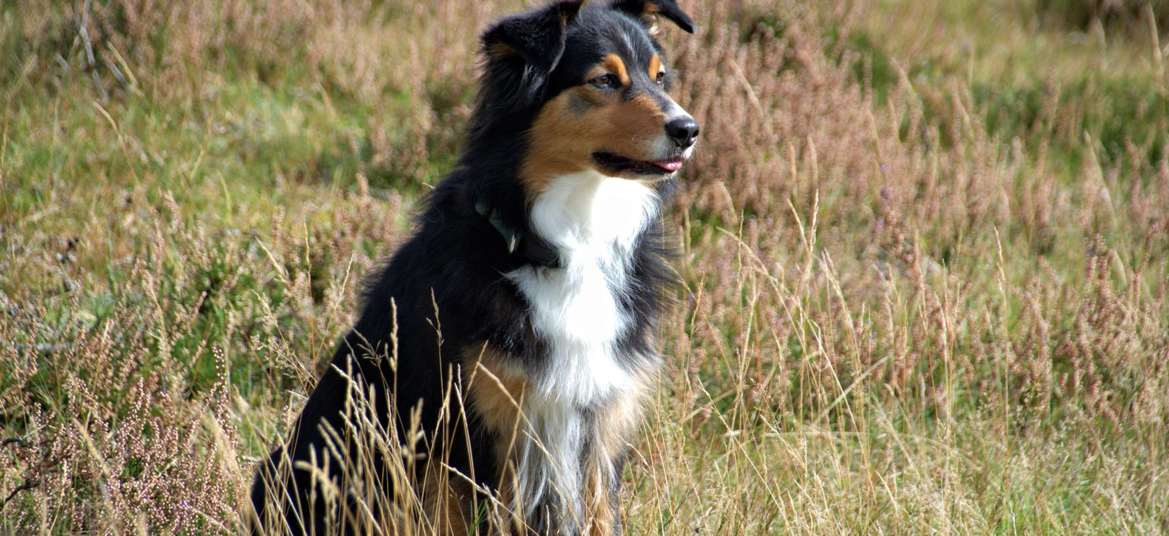 A healthy adult herding dog standing alert in an open meadow